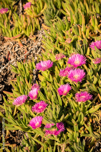 pink flowers of the sunbeam or Lampranthus photo