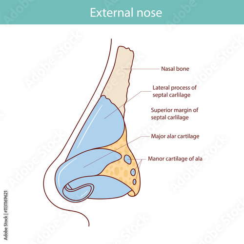 Cartilages of the external nose flat vector illustration