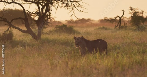 Extreme wide shot of a lioness (Panthera leo) striding as it locks on a prey in a golden hued savanna at crack of dawn in kenya