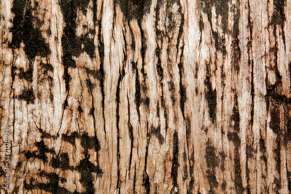 Obraz premium old wood background