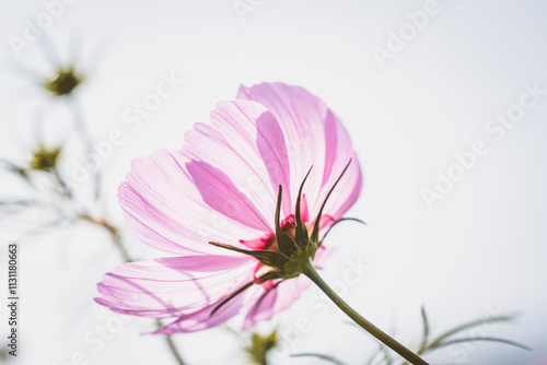 Blüte / Sommerkörbchen photo