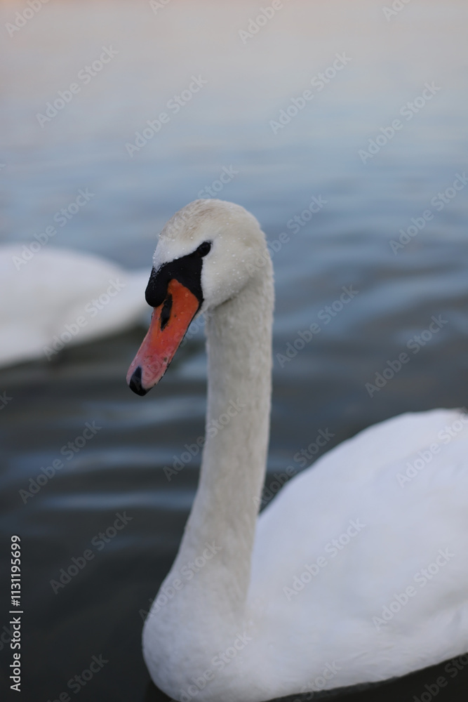 Fototapeta premium White swan on the water