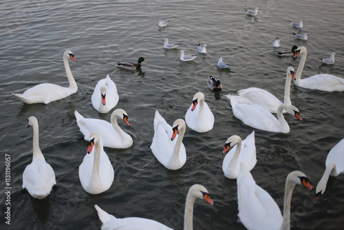 White swan on the water photo