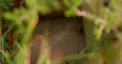 Extreme close up shot of a lion cub (Panthera leo) nursing on mom positioned in unguarded ease at morning in kenyan savanna photo