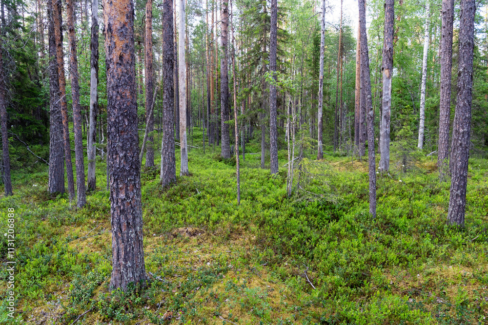 Obraz premium Beautiful old-growth Pine grove with green and lush forest floor in Oulanka National Park, Northern Finland