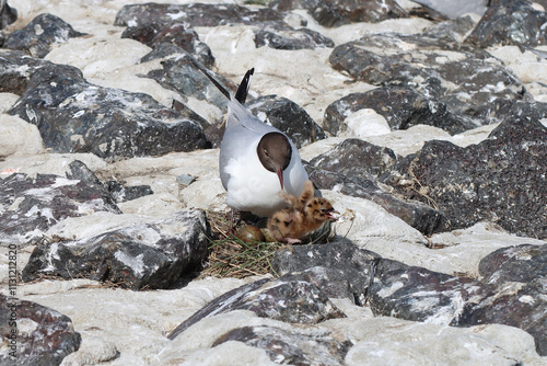 Lachmöwe - Black-headed gull photo