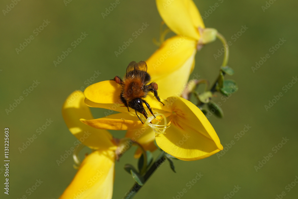 Close up Common carder bee (Bombus pascuorum), family Apidae on yellow flowers of common broom Cytisus scoparius (syn. Sarothamnus scoparius). Family Fabaceae, Spring, Netherlands Close up Common carder bee (Bombus pascuorum), family Apidae on yellow flowers of common broom Cytisus scoparius (syn. Sarothamnus scoparius). Family Fabaceae, Spring, Netherlands