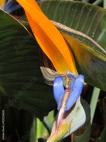 bird of paradise flower with lizard