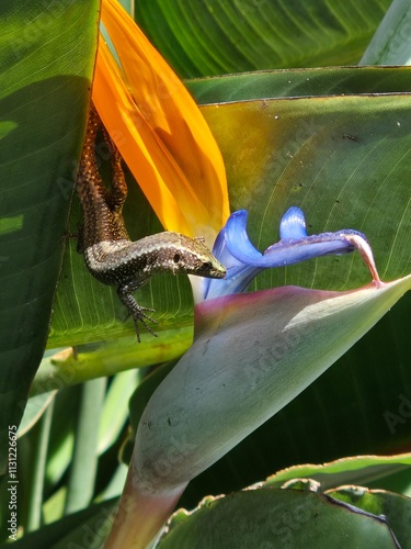 Lizard on a flower