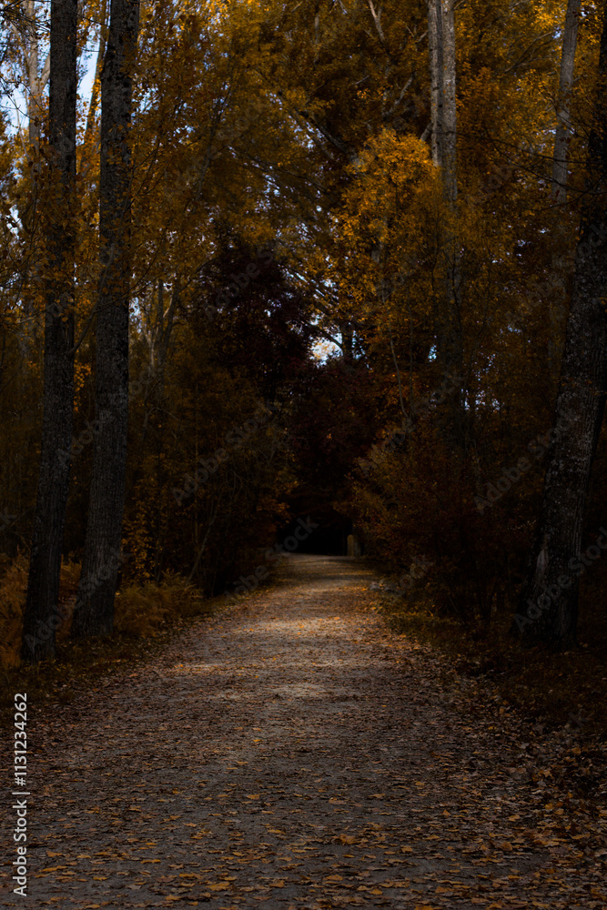 Obraz premium A peaceful dirt path lined with tall trees, surrounded by golden autumn leaves. Ideal for seasonal, nature, and hiking themes.