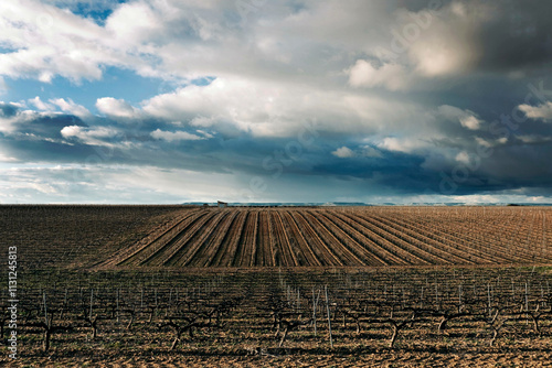 Viñedo  de Rueda (Valladolid) en invierno