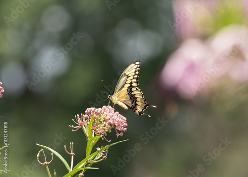 Giant Swallowtail sipping on pink swamp milkweed flowers in the garden