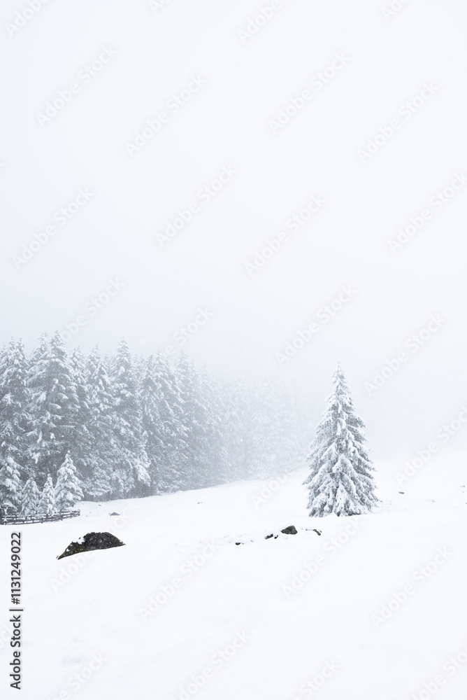 Obraz premium Pine trees are blanketed in snow, their branches heavy and white. A thick fog envelops the scene, softening the outlines and creating a serene, ethereal atmosphere in the winter landscape.