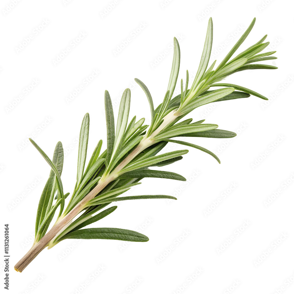 Fototapeta premium Fresh Rosemary Herb Sprig isolated on transparent background cutout, Png, Cutout