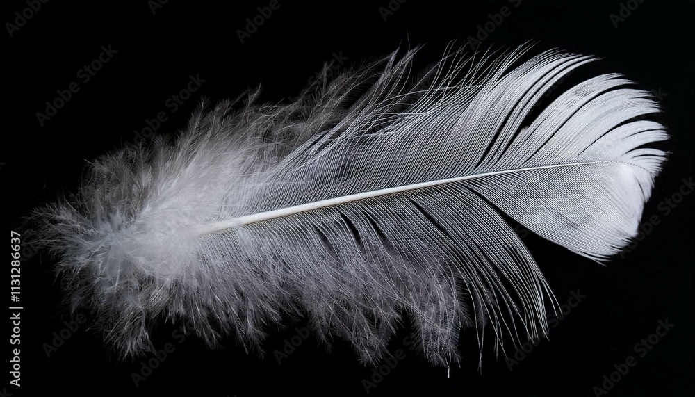 Obraz premium white feather on black background