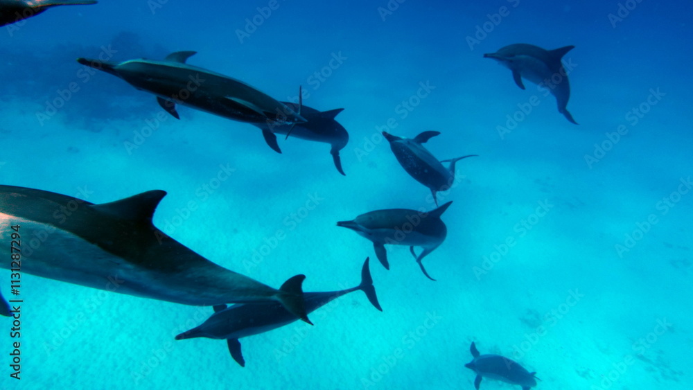 Obraz premium Dolphins. Spinner dolphin. Stenella longirostris is a small dolphin that lives in tropical coastal waters around the world. 