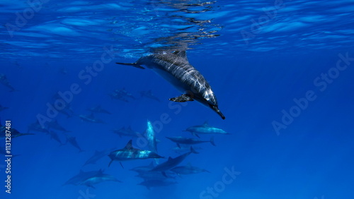 Dolphins. Spinner dolphin. Stenella longirostris is a small dolphin that lives in tropical coastal waters around the world.  photo