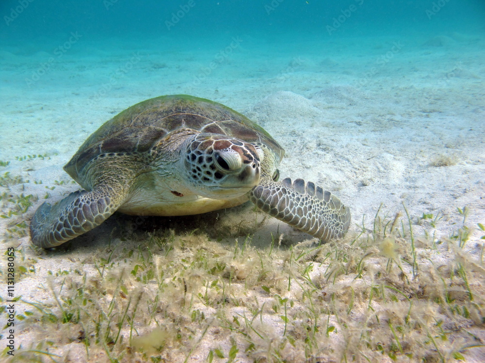 Fototapeta premium Big Green turtle , Green turtles are the largest of all sea turtles. A typical adult is 3 to 4 feet long and weighs between 300 and 350 pounds.