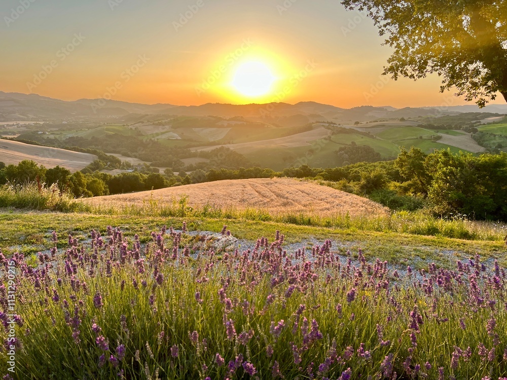 Fototapeta premium A stunning sunrise view with lavender flowers in full bloom in the foreground, set against a backdrop of majestic mountains. The soft light of dawn casts a warm glow, enhancing the natural beauty.