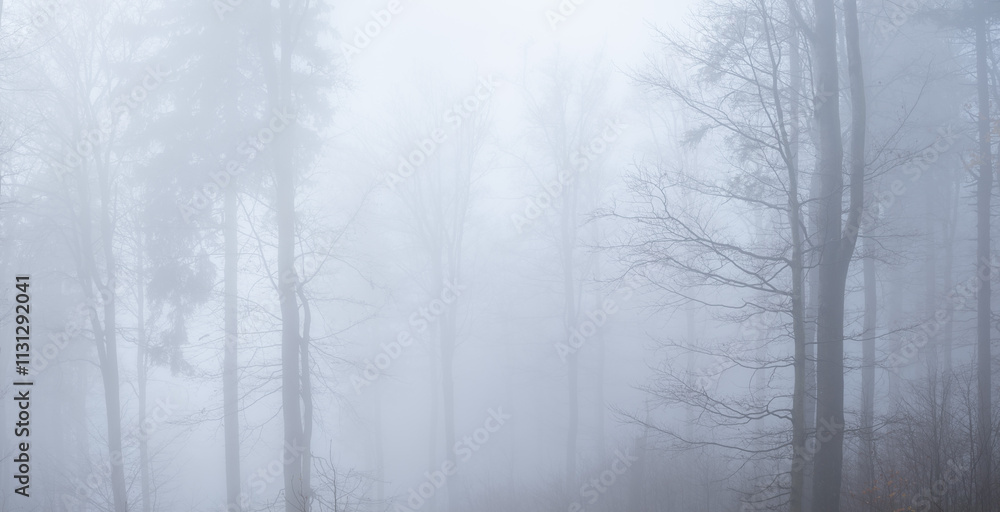 Fototapeta premium Minimalistic Panoramic Background of Grey Foggy Forest in Autumn