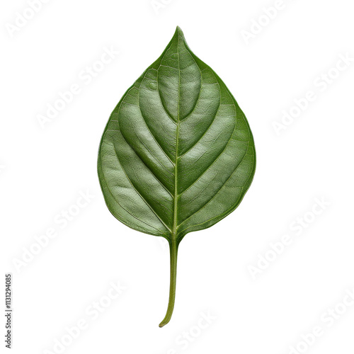 Fresh Stephania pierrei leaves from Thailand showcasing their vibrant green color and unique texture, Stephania pierrei Diels thailand herbswith leaf on transparent background photo