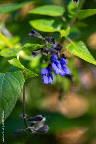 Black and Blue Salvia Anise-scented sage Australia