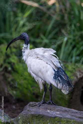Ibis 