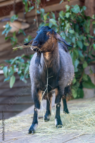 Anglo-Nubian Goat