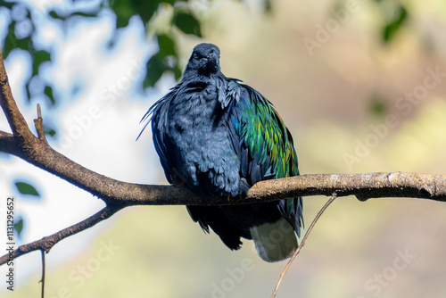 Nicobar Pigeon in Australia