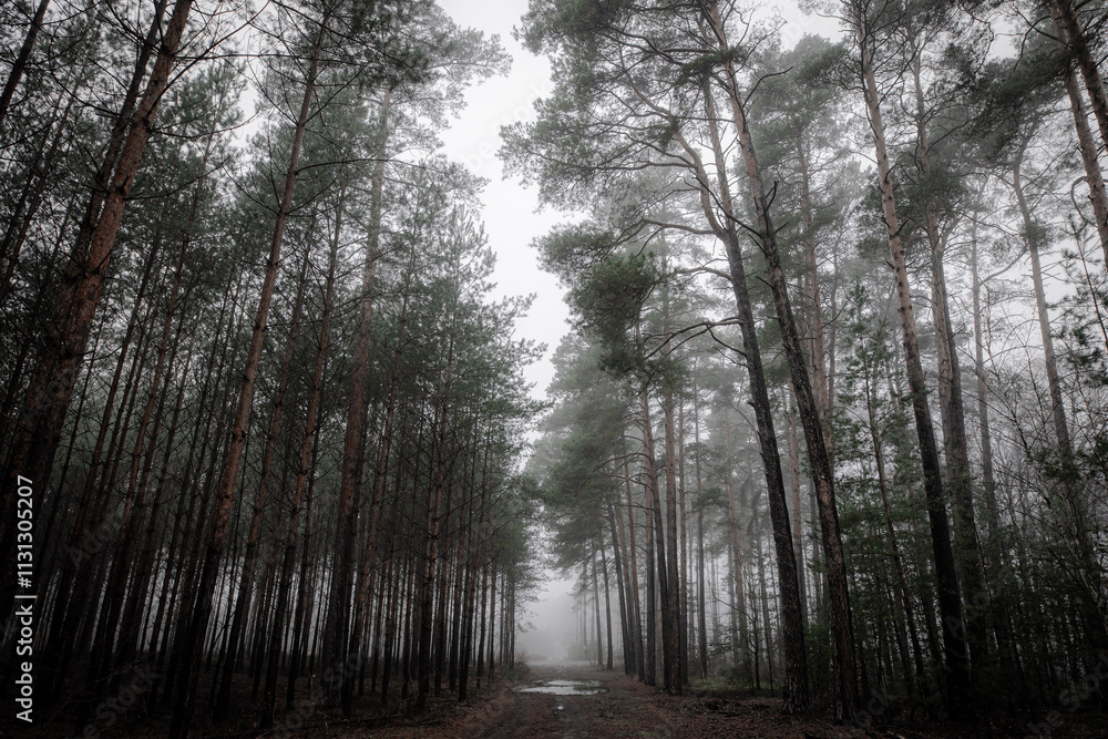 Fototapeta premium Leśne ścieżki we mgle