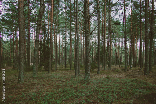 Wallpaper Mural A beautiful natural forest in the Knyszyńska Forest
 Torontodigital.ca