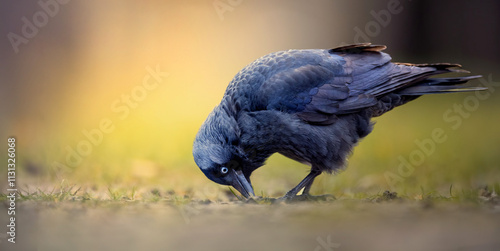 Jackdaw Corvus monedula walks through the grass looking for food. photo