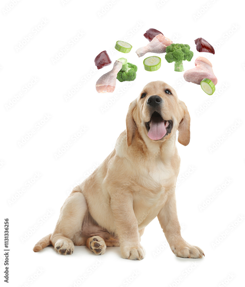 Obraz premium Cute puppy surrounded by flying vegetables, raw liver and chicken meat on white background. Natural pet food