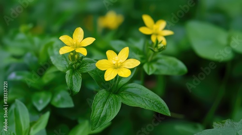 Yellow wildflower cluster with green foliage in a natural setting creating a vibrant background for nature-themed designs and projects