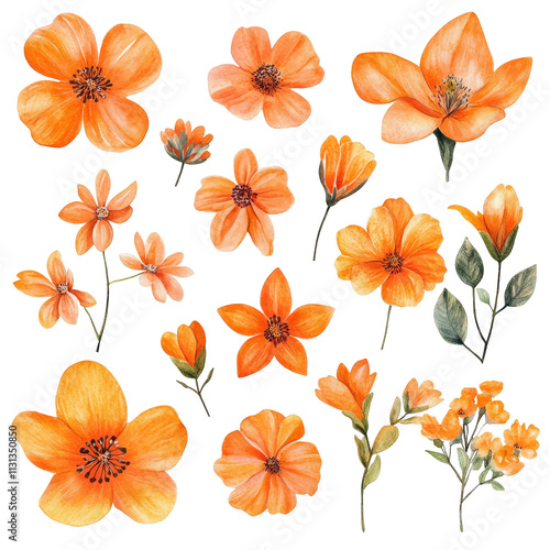 Fototapeta Naklejka Na Ścianę i Meble -  An assortment of vivid orange watercolor flowers on a soft transparent background, colorful flowers in water color isolated on transparent background