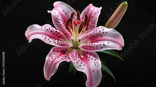 Stargazer Lily (Lilium 'Stargazer') in a black background