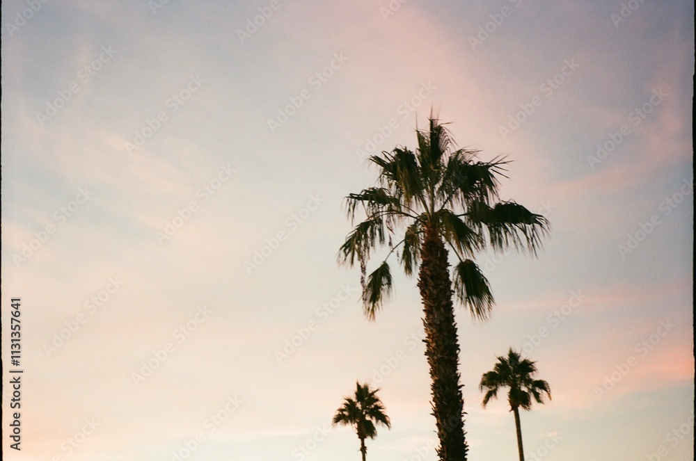 Obraz premium palm trees at sunset