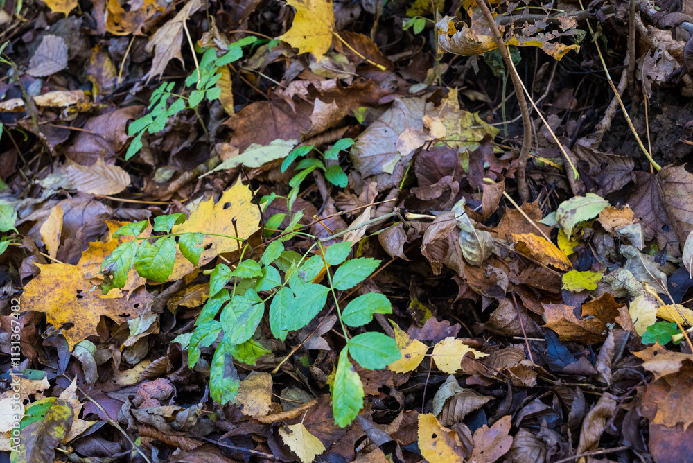 Naklejka premium Nature--.