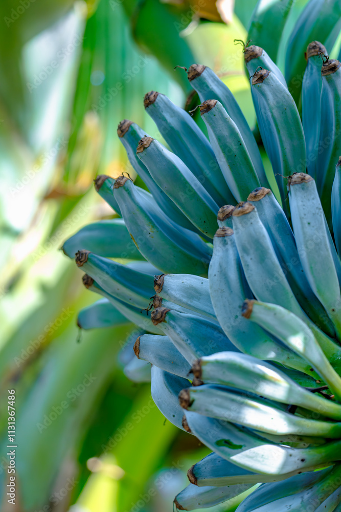 Obraz premium clean and fresh of bunches Blue Java Banana hanging from a banana plant