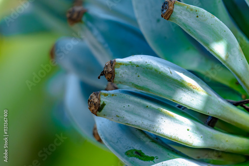 clean and fresh of bunches Blue Java Banana hanging from a banana plant