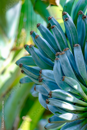 clean and fresh of bunches Blue Java Banana hanging from a banana plant