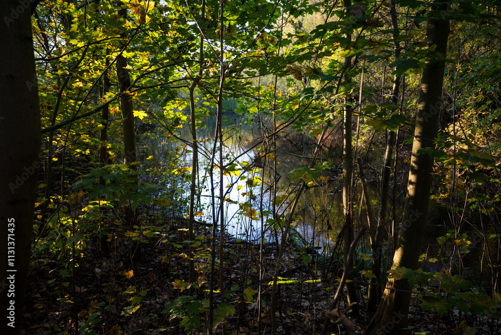 Obraz premium Nature--.