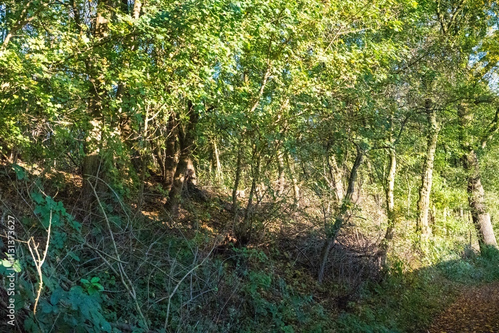 Obraz premium trees in the park