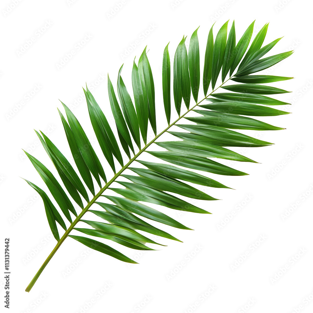 Obraz premium Fresh green palm leaf showcased against a clean transparent background for tropical and botanical themes, green palm leaf isolated on transparent background