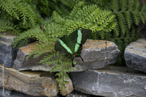 Common banded peacock