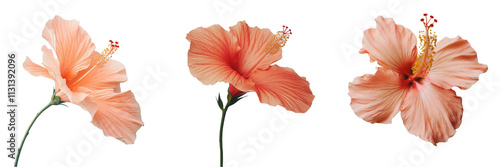 Set of hibiscus flower isolated on transparent background