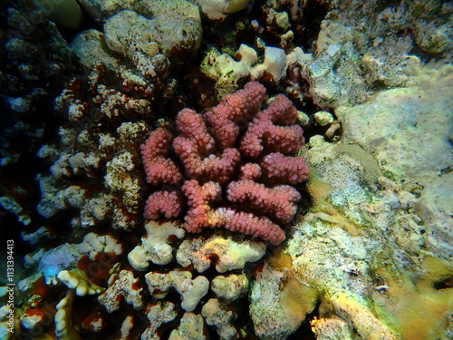 Rasp coral or cauliflower coral, knob-horned coral (Pocillopora verrucosa) undersea, Red Sea, Egypt, Sharm El Sheikh, Montazah Bay photo