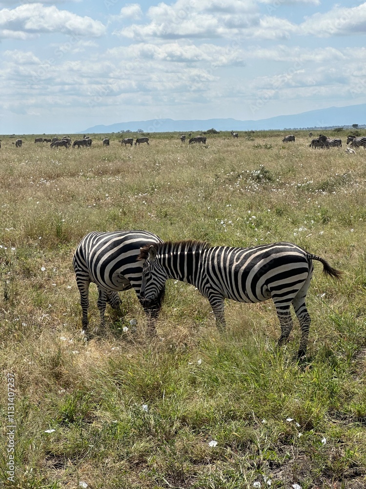 Obraz premium Zebras 