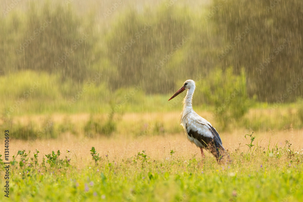 Fototapeta premium A lonely White stork standing on one leg on a rainy evening in rural Estonia, Northern Europe