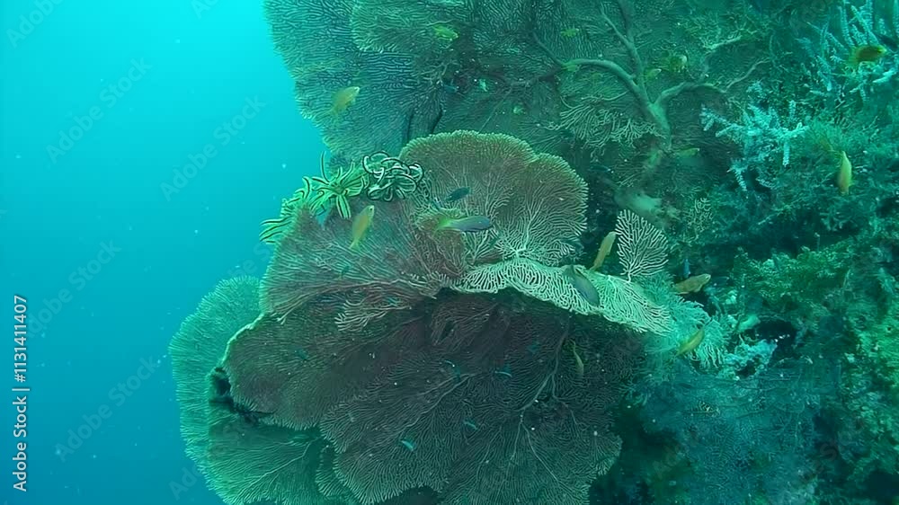 Dive into captivating underwater world of sea lilies, scientifically ...